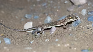 Kammzehengecko - Crossobamon eversmanni: Haltung, Lebensraum und Pflege im Terrarium