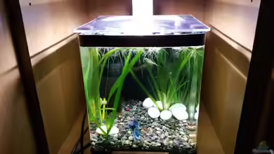 Kampffisch Nanobecken von nadja9500