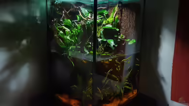 Kampffisch Paludarium von Aqua fan