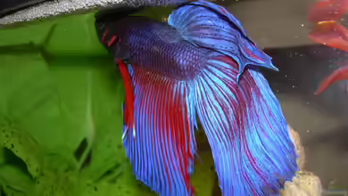 Kampffische - Prachtvolle Schönheiten in der Aquaristik