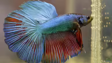 Kampffische im Aquarium halten