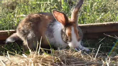 Kaninchen: Woher stammen die beliebten Haustiere?