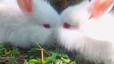 Kaninchen im Garten halten