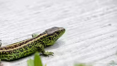 Kann ein Terrarium in Deutschland im Freien gebaut werden?