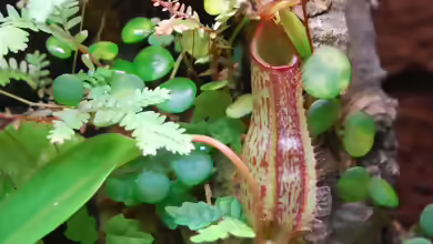 Kannenpflanzen im Terrarium pflegen