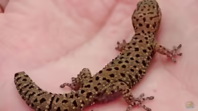 Kap-Dickfingergecko - Pachydactylus capensis: Haltung, Lebensraum und Pflege im Terrarium