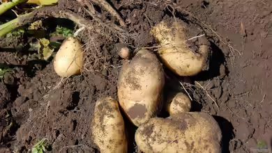 Kartoffeln im Garten selbst pflanzen: Was sind die besten Arten?