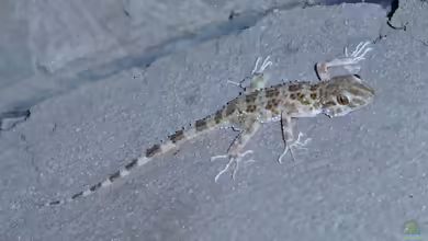 Kaspischer Nacktfingergecko - Tenuidactylus caspius: Haltung, Lebensraum und Pflege im Terrarium