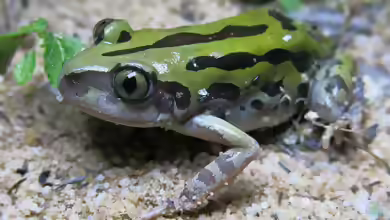 Kassina senegalensis im Terrarium halten