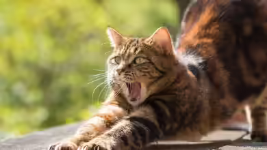 Katzenschreck im Garten - der große Ratgeber für einen entspannten, katzenfreien Außenbereich