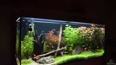 Kauf-Beratung: Soll es ein Aquarium-Komplettset sein?