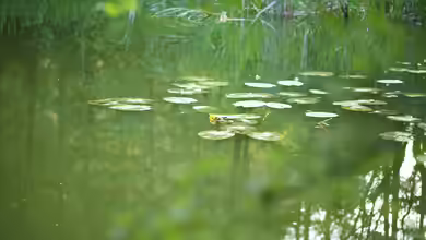 Kein Dünger im Uferbereich: Wie Gartendünger dem Teich schadet