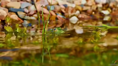 Keine Frösche im Gartenteich? Warum manche Teiche einfach unentdeckt bleiben