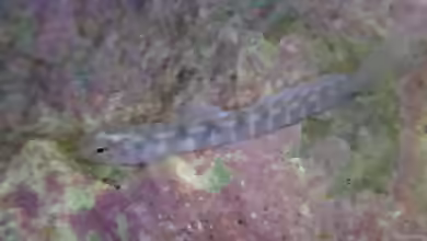 Kelloggella oligolepis im Aquarium halten