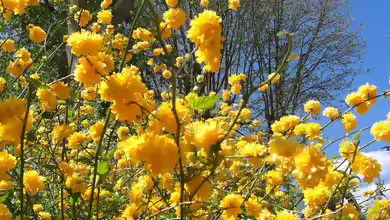Kerria japonica im Garten pflanzen