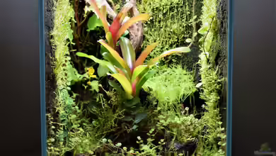 Keto Tsuchi von Junglist