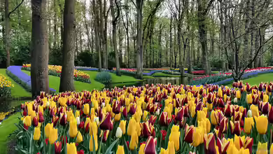 Keukenhof - Niederlande für Garten- und Naturliebhaber: Ein Paradies in Farben