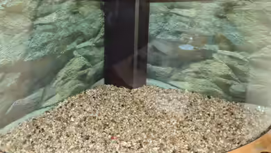 Kies als Bodengrund im Aquarium