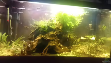 Kiesgrube von Z to the osel