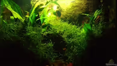 Killi-Nano-Becken von Alex Stark