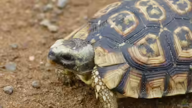 Kinixys zombensis im Terrarium halten