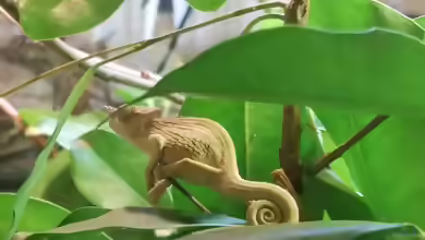 Kinyongia boehmei im Terrarium halten