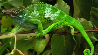 Kinyongia fischeri im Terrarium halten