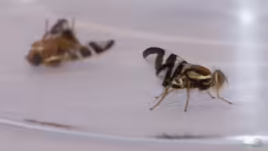 Kirschfruchtfliege: Rhagoletis cerasi erkennen, verstehen und wirksam vorbeugen