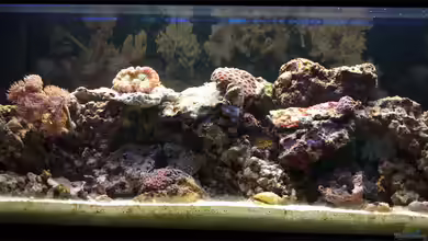 klein aber fein von FrischFisch