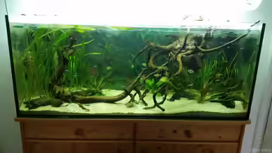 Klein-Amazonien von Tigerlotus