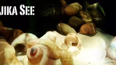 kleine Barsche von Chris_R.