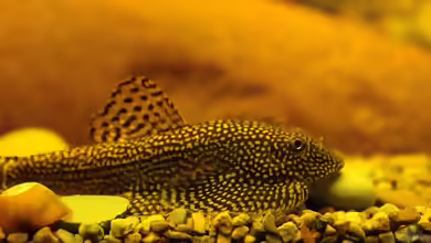 Kleine Flossen aus den Bergbächen Asiens,der Gepunktete Riesenflossensauger - Sewellia sp. spotted !