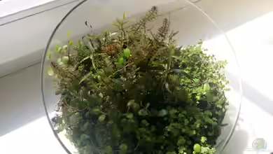 Kleine Insel von Scaper