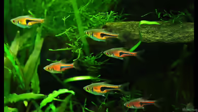 Kleine Keile aus Asien,der Espes Keilfleckbärbling !!!