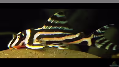 Kleine Zebras aus Brasilien,der Hypancistrus zebra / L 46 !!!