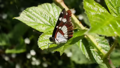 Kleiner Eisvogel im Garten
