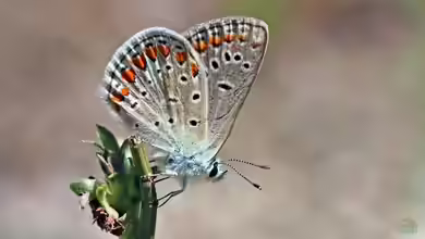 Kleiner Esparsetten-Bläuling im Garten