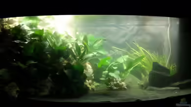 Kleiner Malawisee von Volker