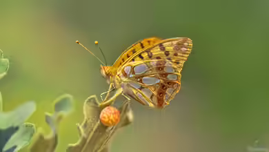Kleiner Perlmutterfalter im Garten