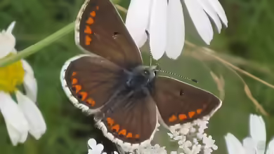 Kleiner Sonnenröschen-Bläuling: Aricia agestis im Garten