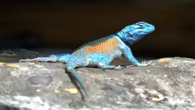 Kleiner Stachelleguan im Terrarium halten