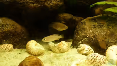 Kleiner Tanganjikasee von Der Michel