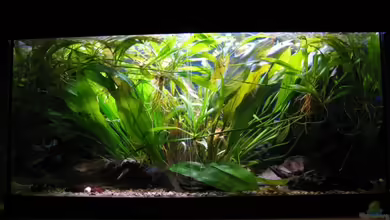 Kleiner Unterwasser-Urwald von Thorge