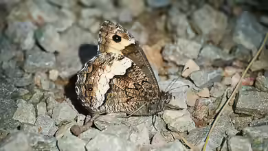 Kleiner Waldportier: Hipparchia hermione im Garten