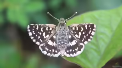 Kleiner Würfel-Dickkopffalter: Pyrgus malvae im Garten