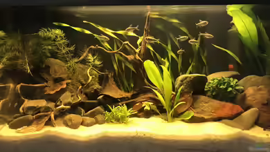 Kleines Amazonasbecken von MaFu