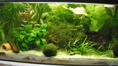 Kleines Gesellschaftsbecken (54l) von schwefelfell