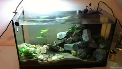 kleines Multibecken (N. multifasciatus) von Exotist