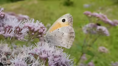 Kleines Ochsenauge: Hyponephele lycaon im Garten