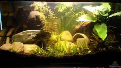 Kleines Purpurprachtbarsch Becken von Robert&Alex